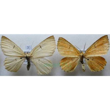 Angerona prunaria (Linnaeus, 1758) pair Rączyk leszczyniak Czech2f